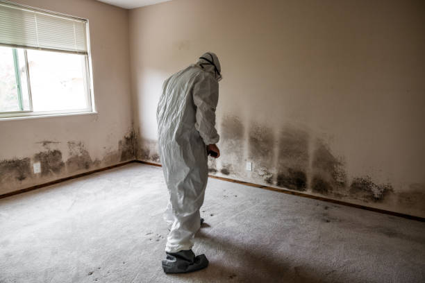 Best Emergency Mold Remediation  in Monrovia, CA